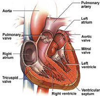 pph heart